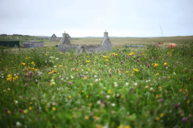 Outer Hebrides Wildflowers Bloom: Scotland’s Machair Dream