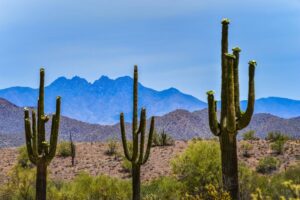 Teacher Captures Rare “Preaching” Cactus in Arizona