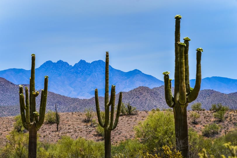 Teacher Captures Rare “Preaching” Cactus in Arizona