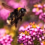 UK Banknotes Feature Native Wildlife From 2029 Now